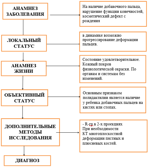 Диагностический алгоритм. Полидактилия
